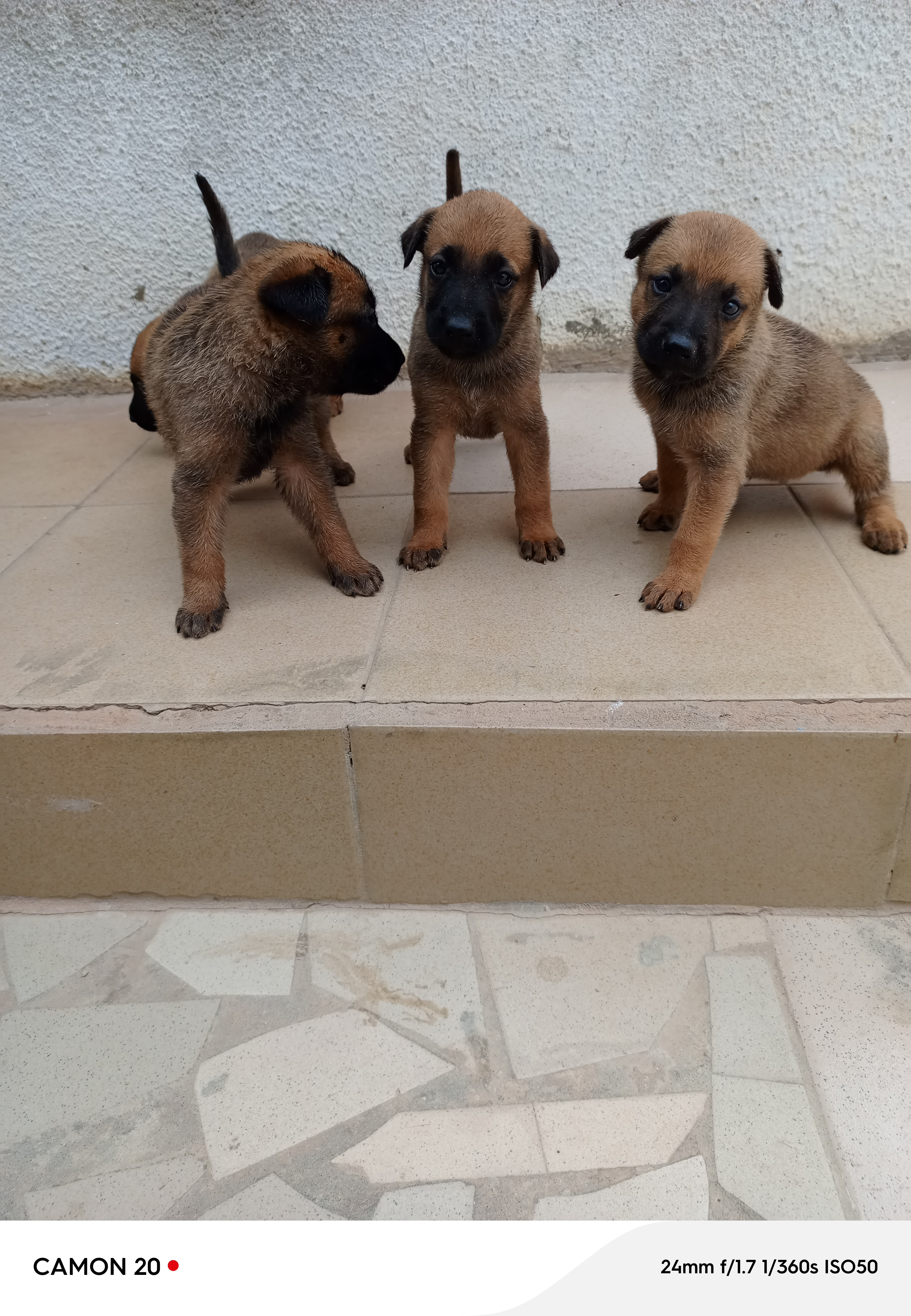 Vente de chiots Berger Malinois
