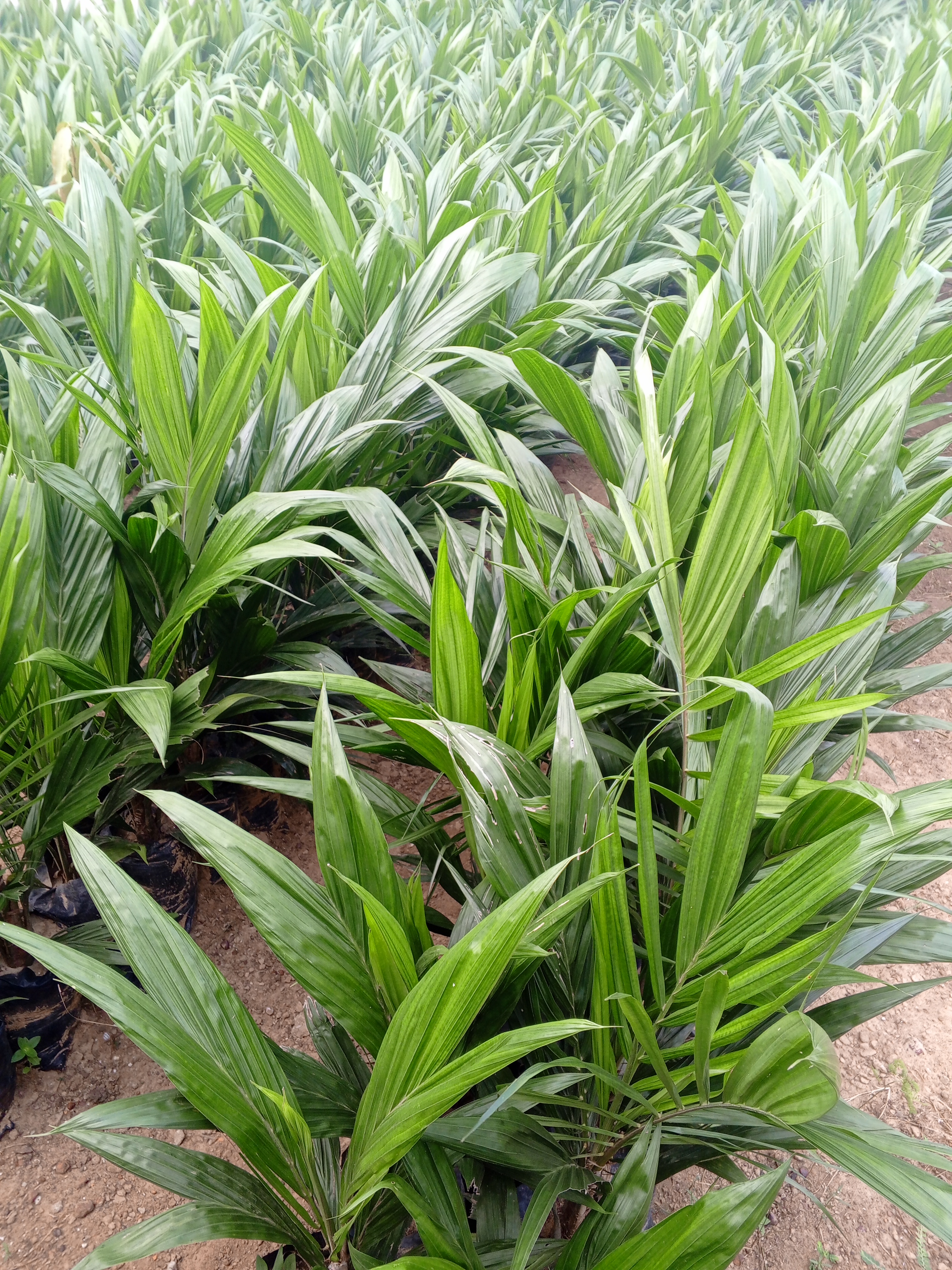 CRÉATION DE PLANTATION ET VENTES DE PÉPINIÈRES DE PALMIER À HUILE