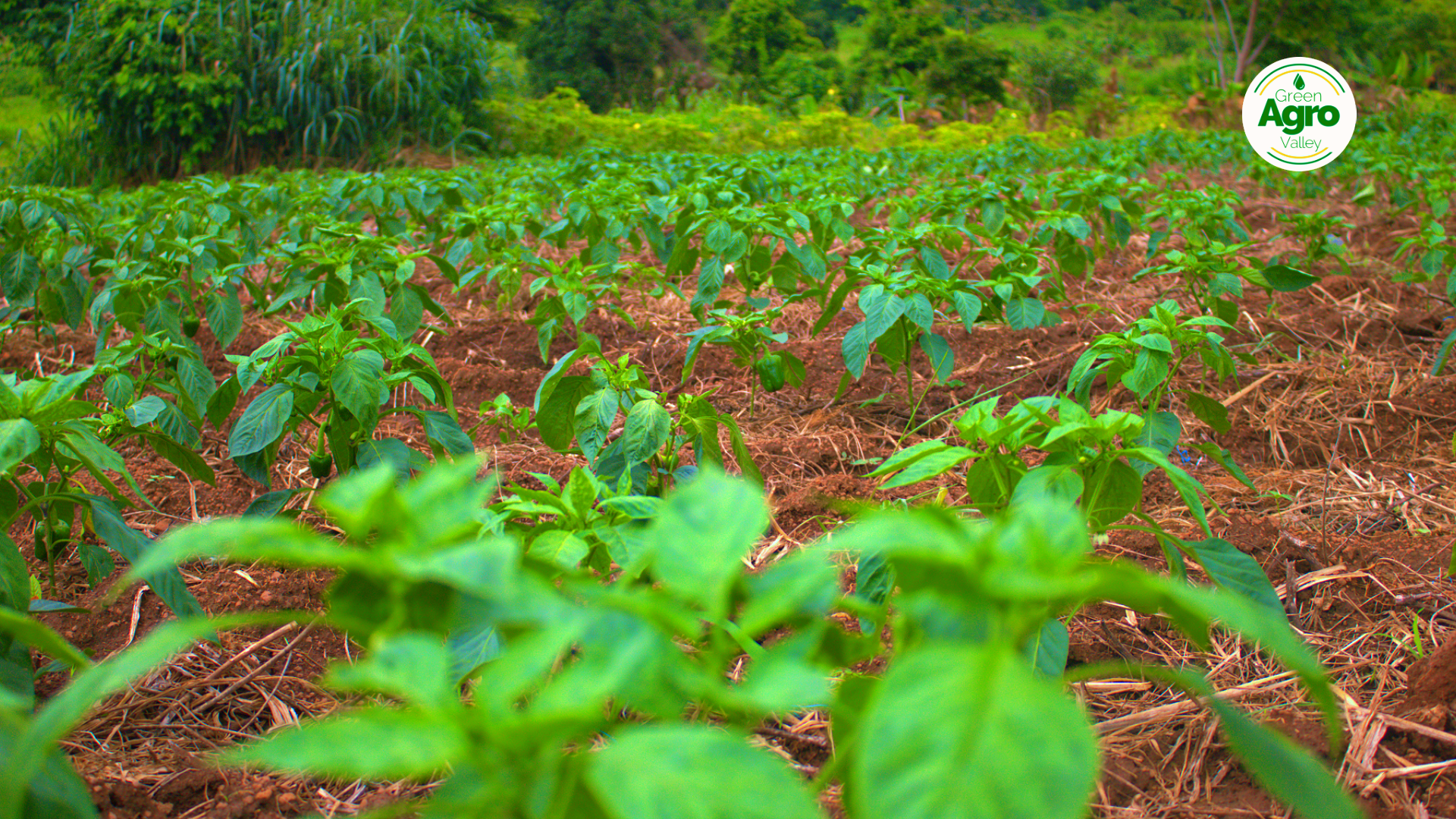 Boostez Votre Rendement agricole avec le Système d'Irrigation Laser Spray de GREEN AGRO VALLEY CI!