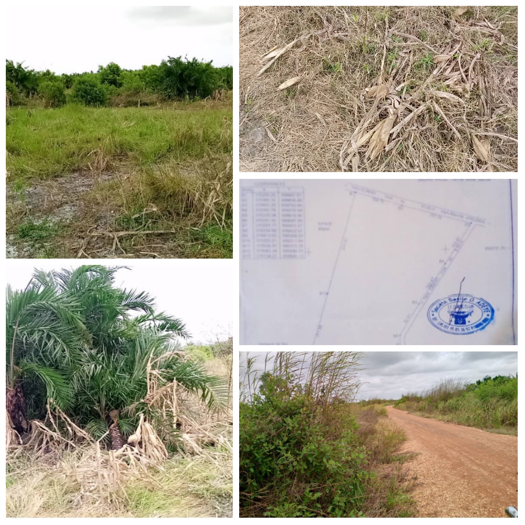 TERRAIN DE 12 HECTARES SIS À GRAND-POPO (ADJAHA) EN BORDURE DE DEUX VOIES À VENDRE.
