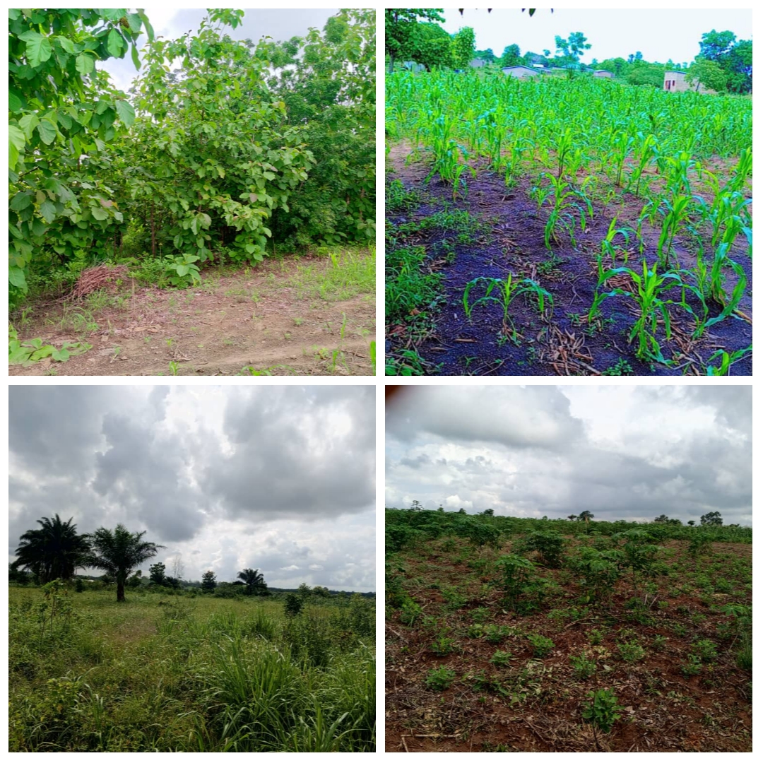 TERRAIN DE 87 HECTARES AVEC TITRE FONCIER SIS À ZOGBODOMEY (DOMÈ) AU BORD D'UNE VOIE À VENDRE.
