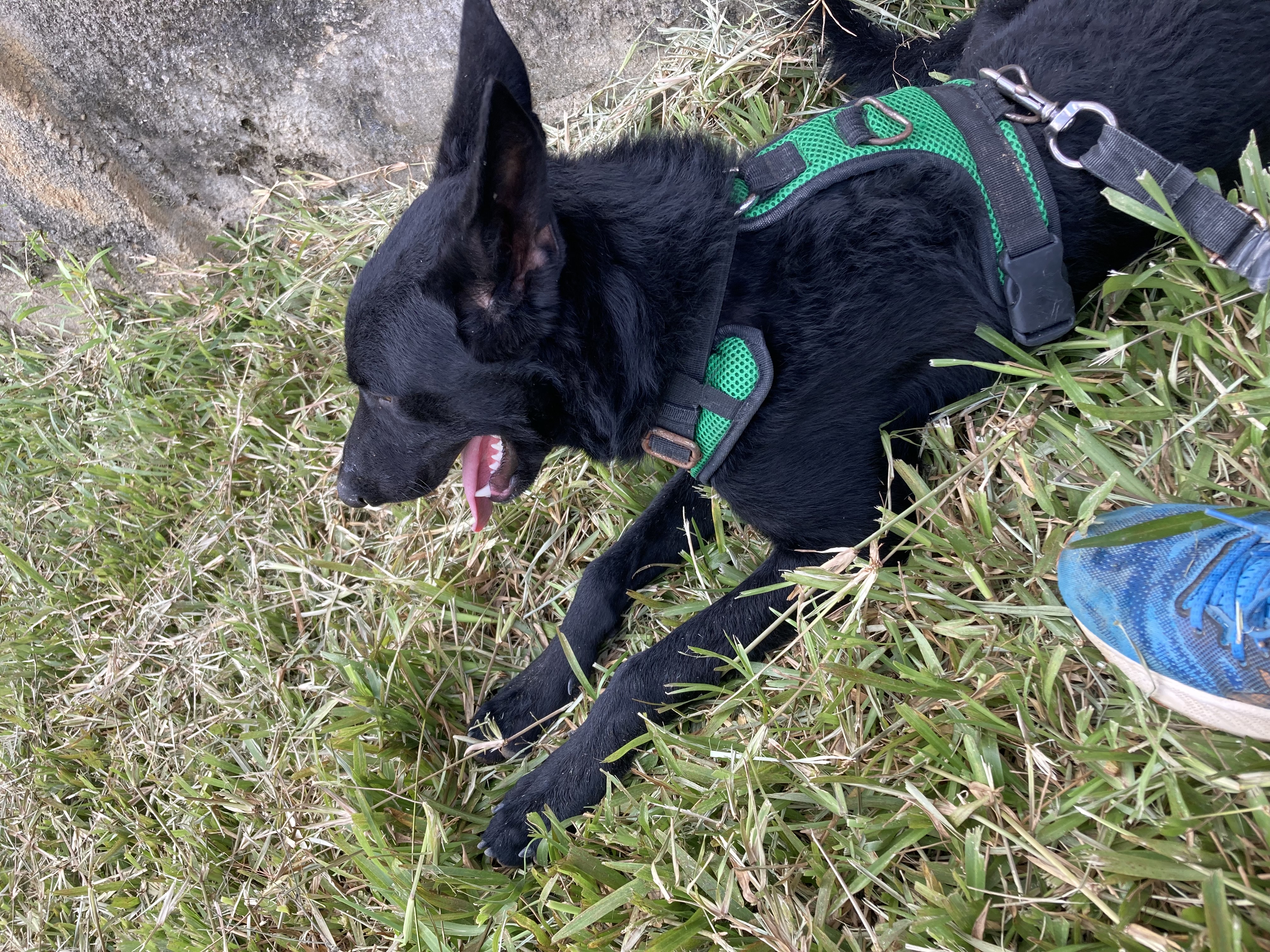 chiot berger malinois full black