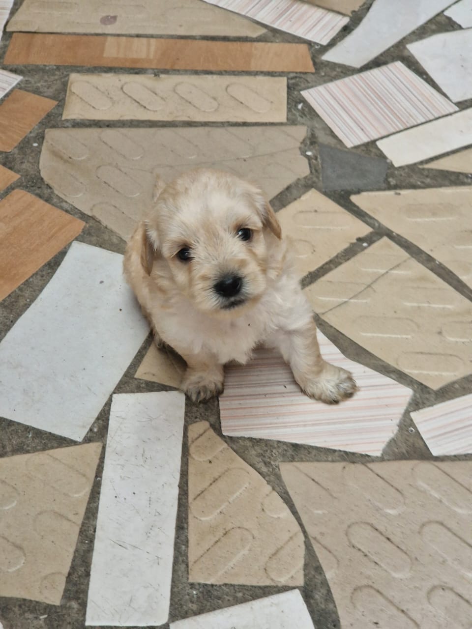 Vente de caniches Bichon