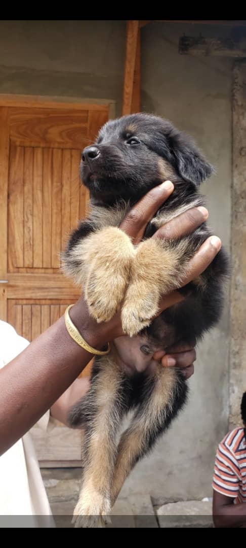 top chiots bichons et autres