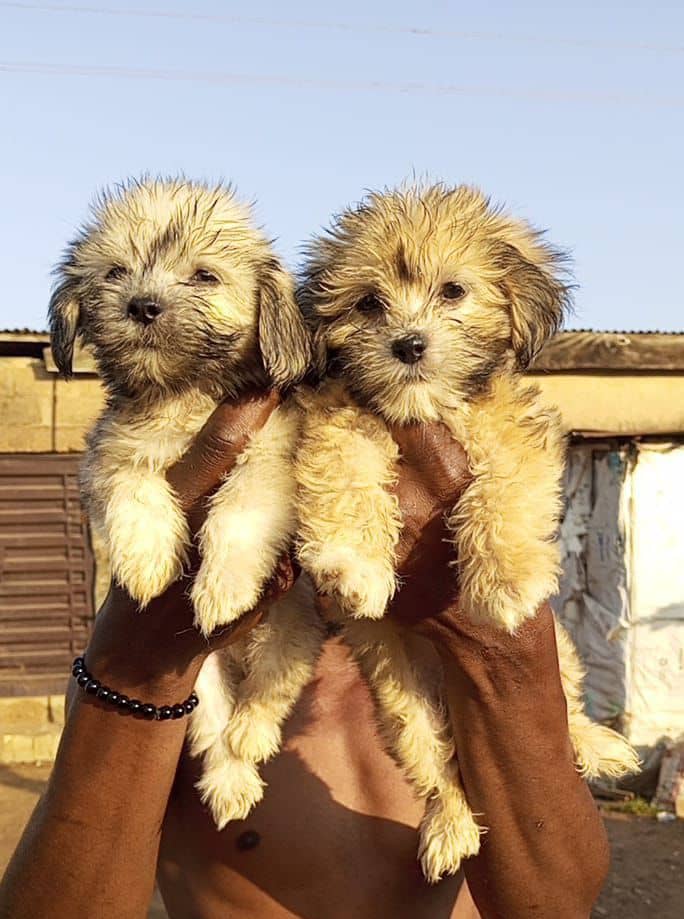 chiots bichons disponibles et autres races