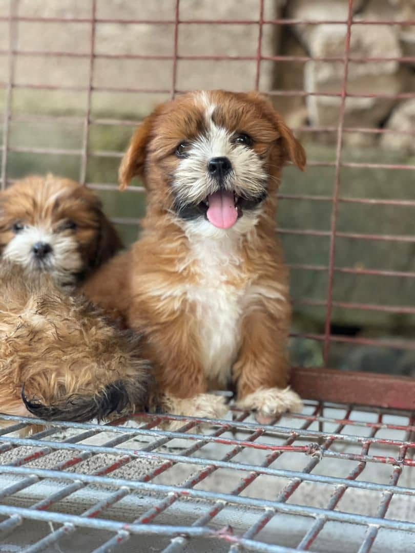 chiots bichons et autres disponible