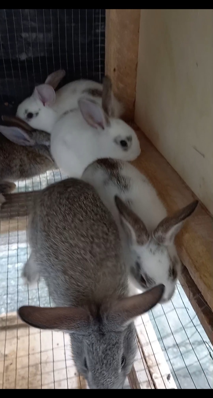 Lapins disponibles pour la Consommation et la Réproduction