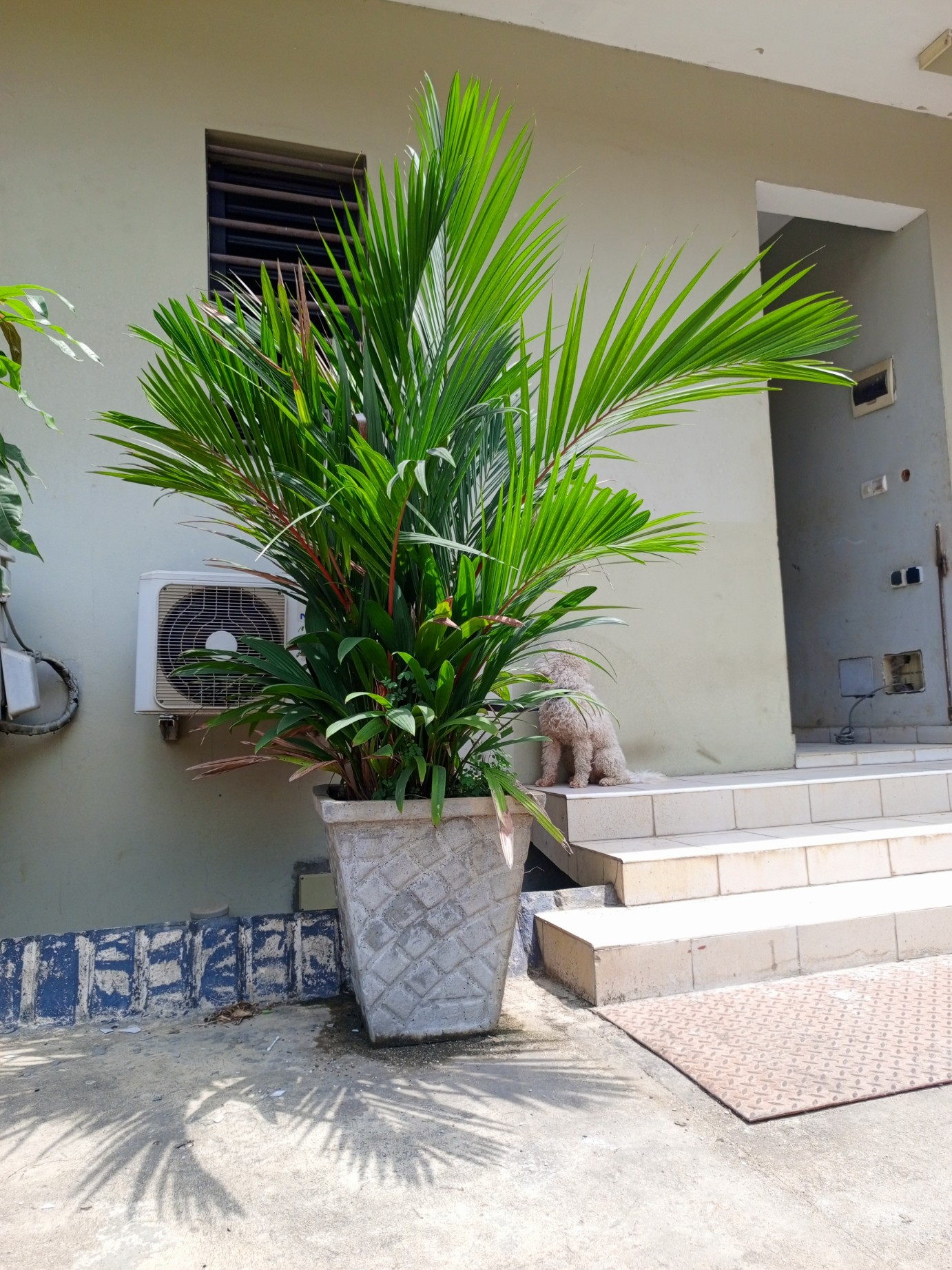 Palmier rouge disponible sur Abidjan