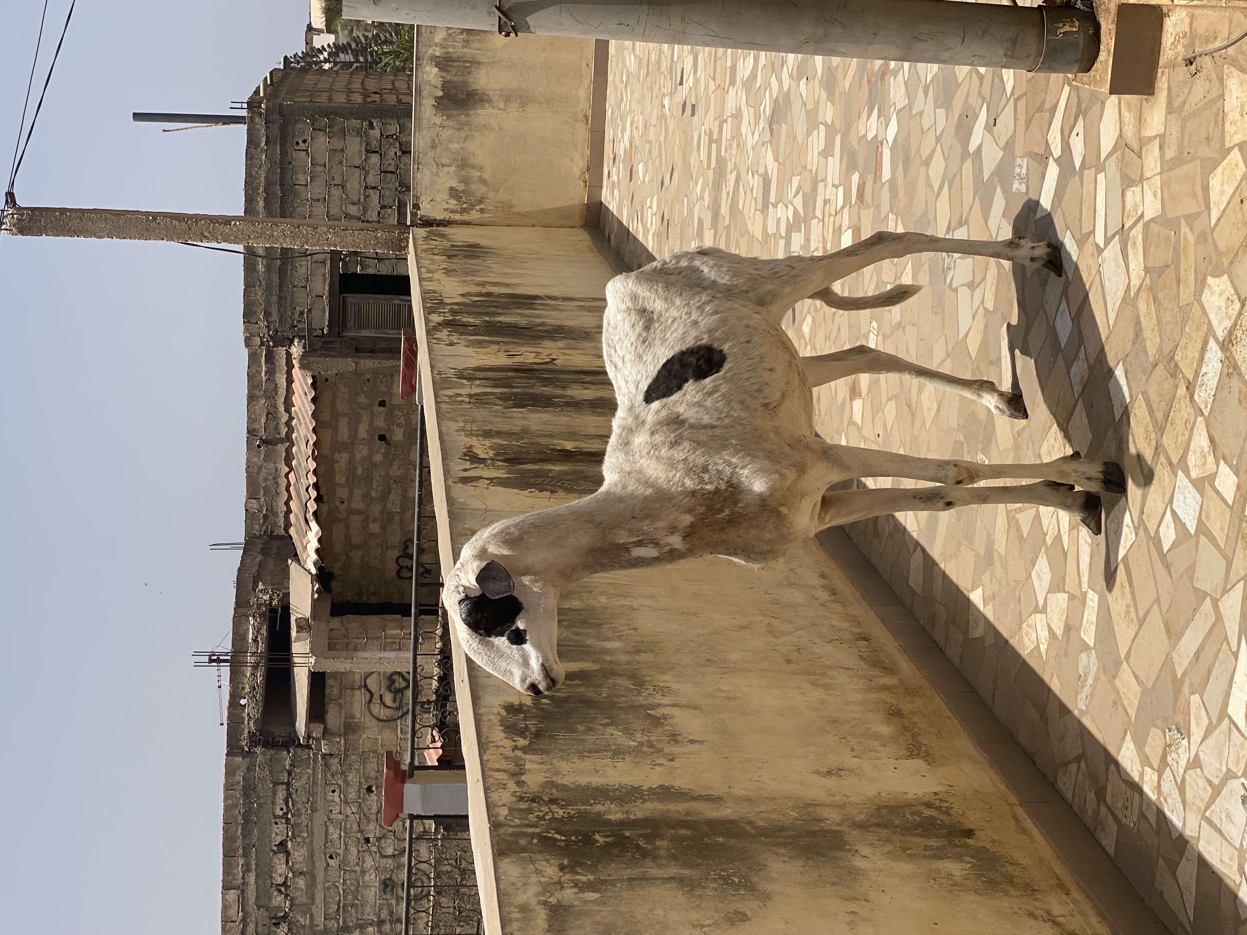 mouton ladoum mouton ladoum