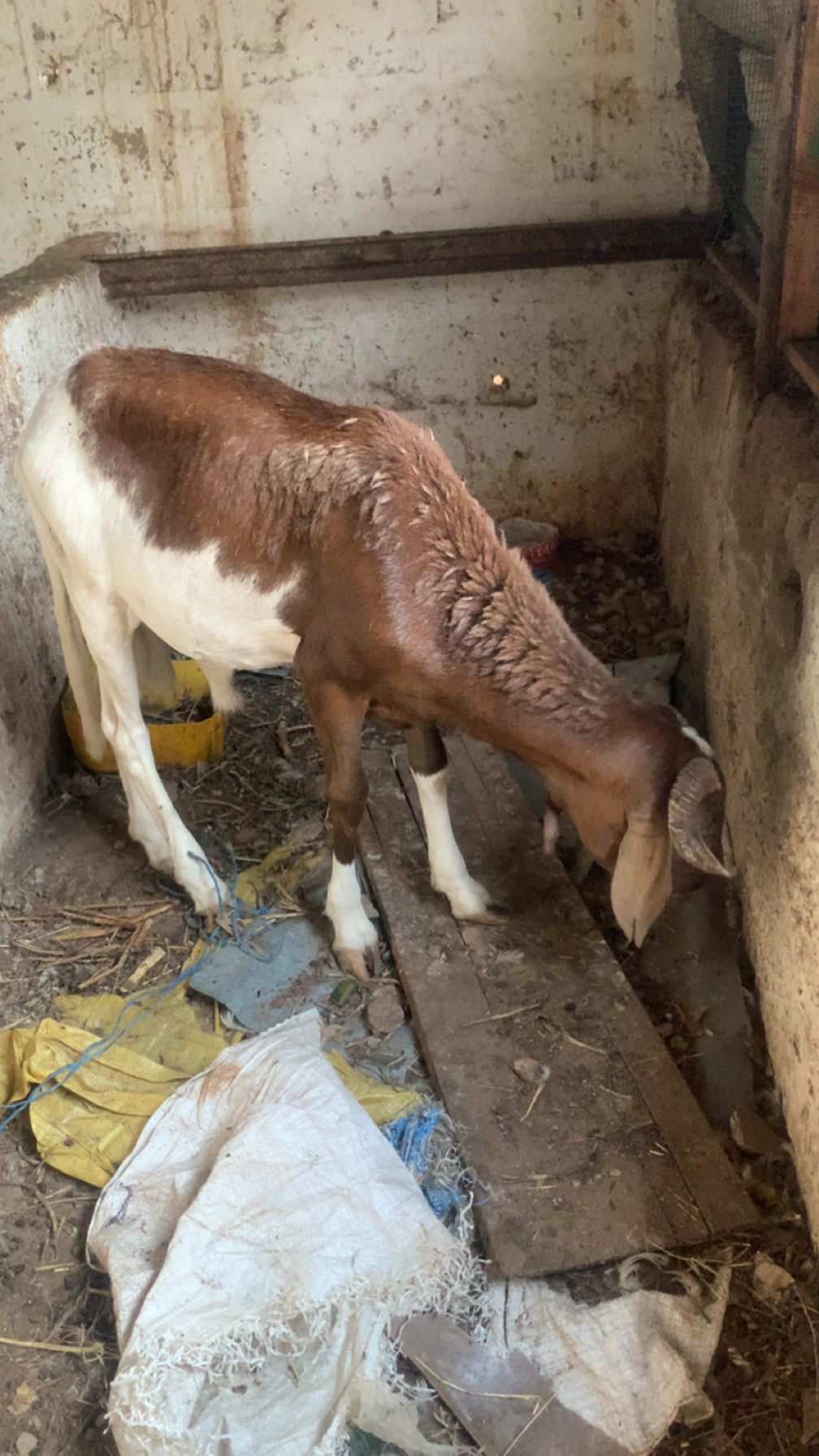 vente mouton vente mouton