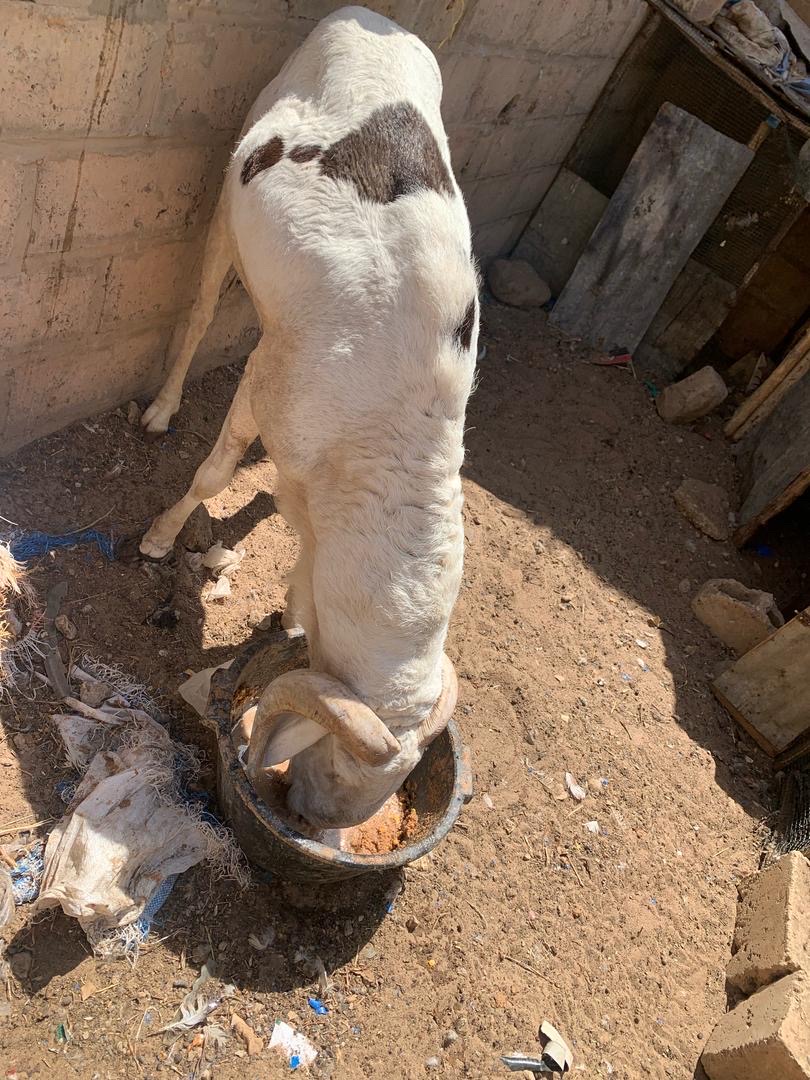 vente mouton vente mouton