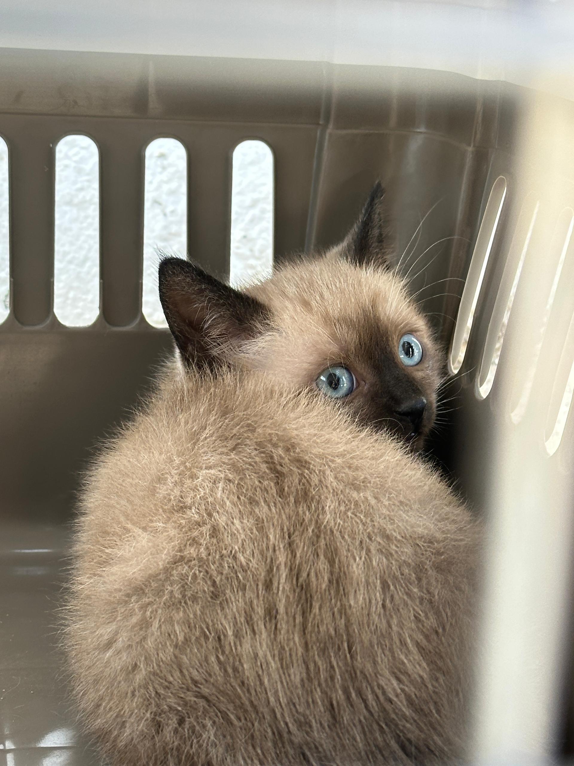 Chat siamois disponible Chat siamois disponible