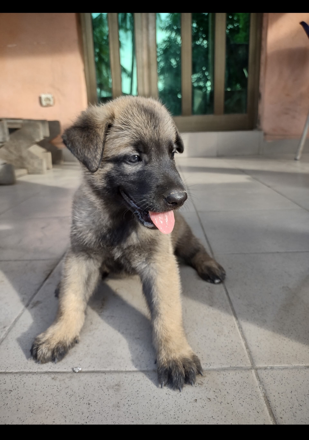 Malinois disponible