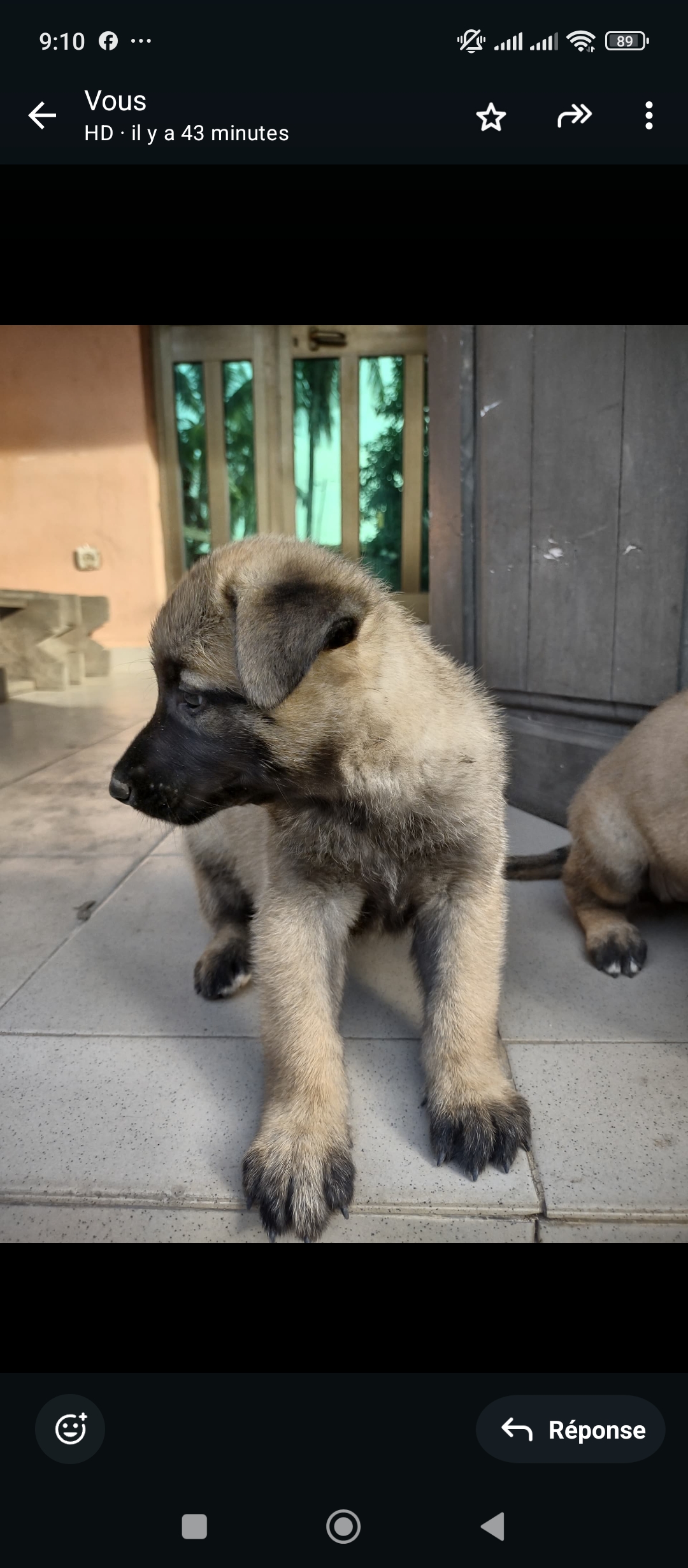 Malinois disponible