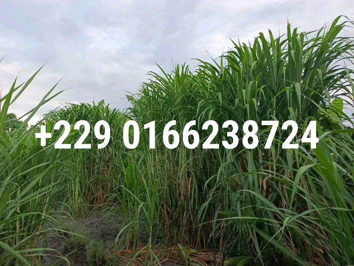 Pennisetum Purpureum - maralfalfa au Togo Pennisetum Purpureum - maralfalfa au Togo