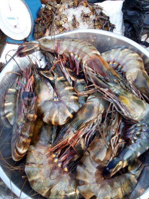 Gambas ( Fruits de mer)