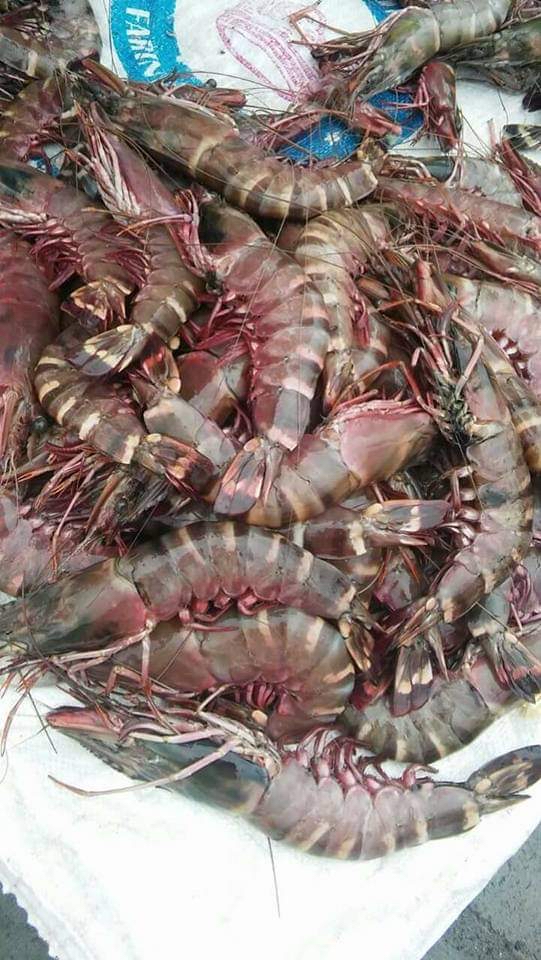Gambas ( Fruits de mer)