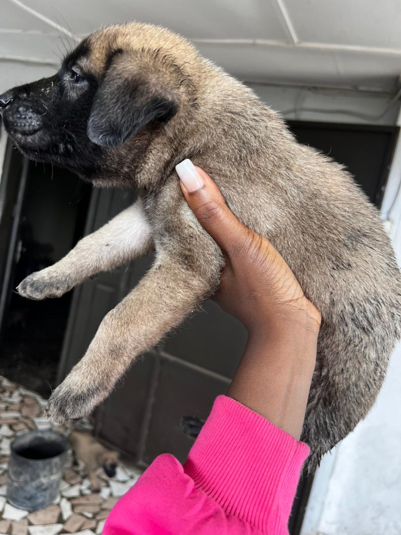 CHIOT D'EXCEPTION KANGAL CROISÉ MALINOIS