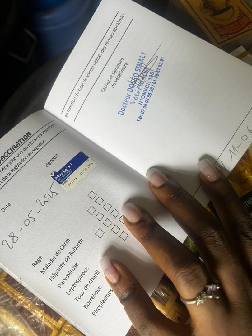 CHIOT D'EXCEPTION KANGAL CROISÉ MALINOIS