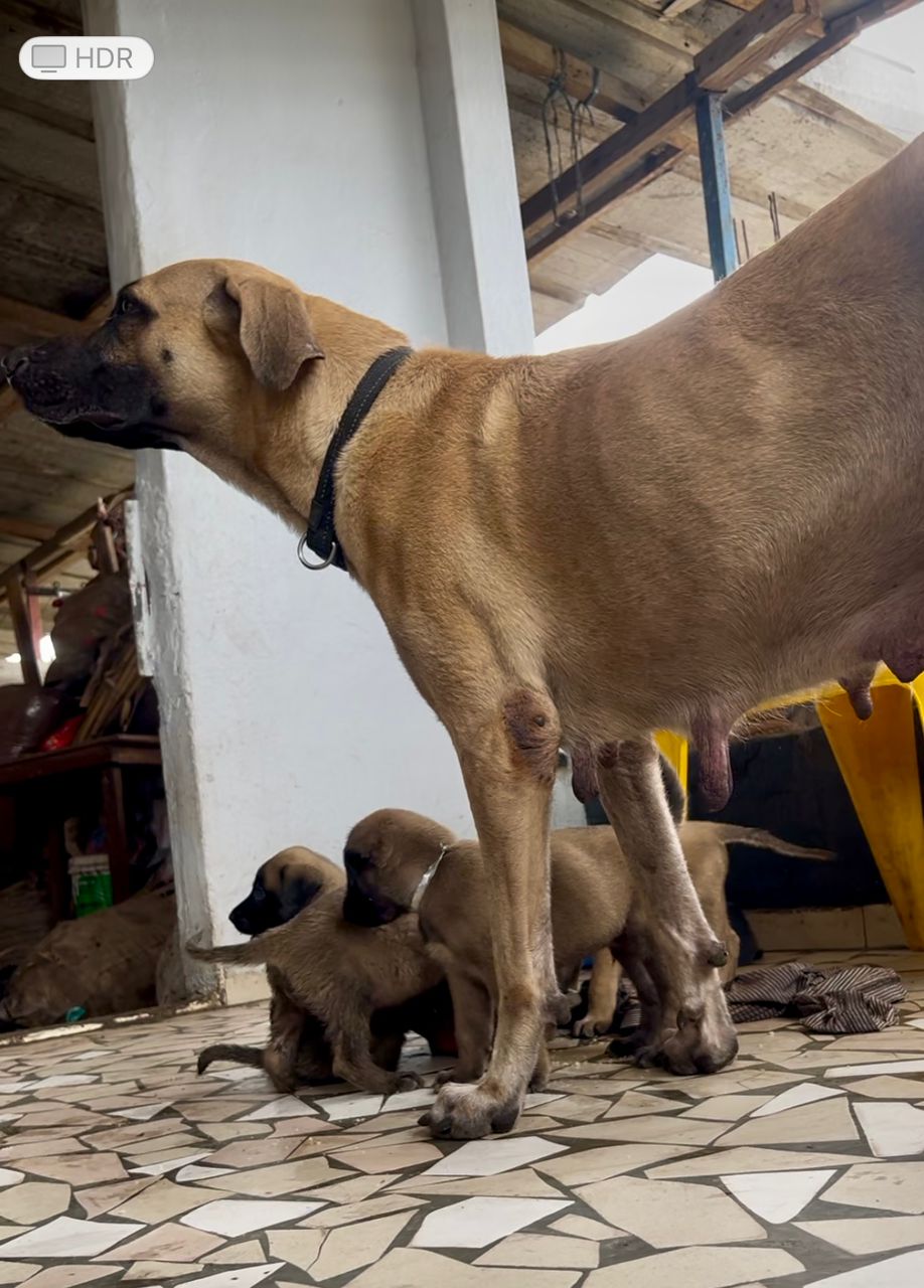 CHIOT D'EXCEPTION KANGAL CROISÉ MALINOIS