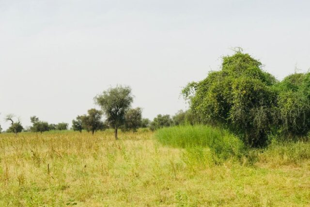 Terrain de 4,73 hectares vers Dalla Ngabou