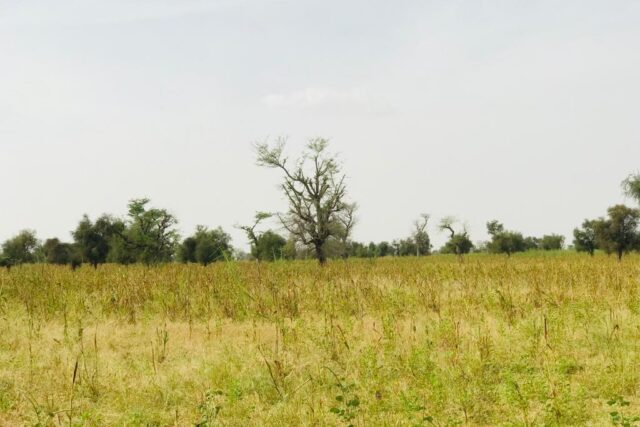 Terrain de 4,73 hectares vers Dalla Ngabou