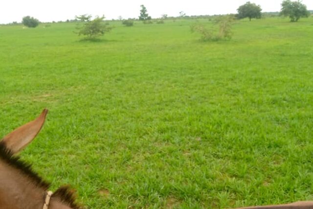 Location d’un Terrain Agricole de 3 hectares vers Koungheul