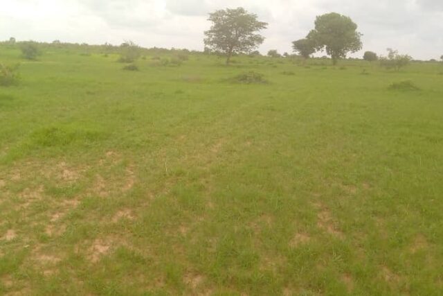 Location d’un Terrain Agricole de 3 hectares vers Koungheul