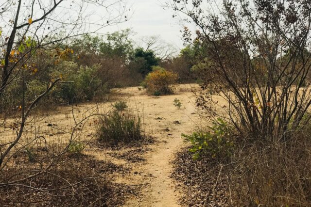 Terrain Agricole de 2,52 hectares vers Sindia