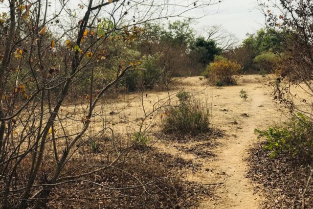 Terrain Agricole de 2,52 hectares vers Sindia