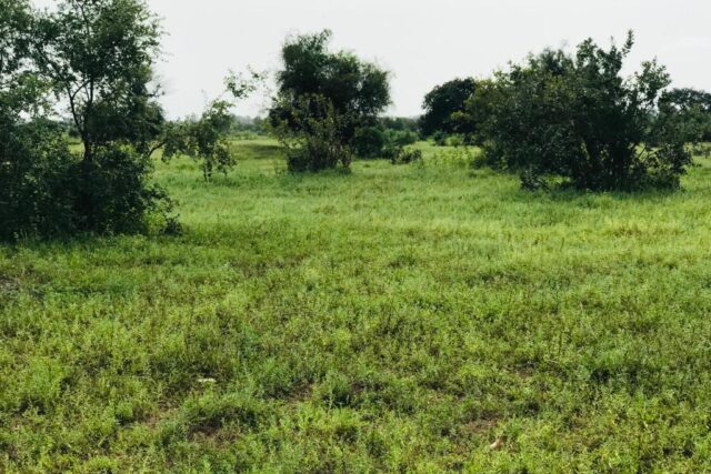 Terrain de 1,17 hectare vers Tataguine