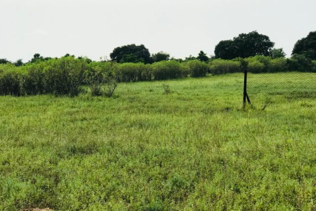 Terrain de 1,17 hectare vers Tataguine