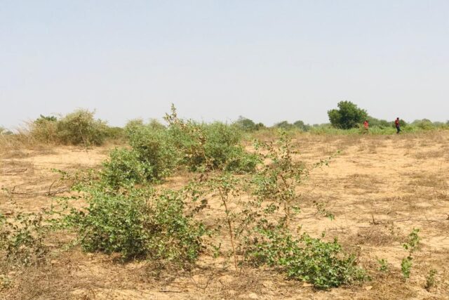 Terrain de 1,21 hectare vers Cherif Lô