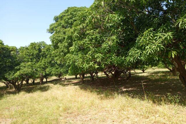 Terrain de 1,23 hectare vers Keur Madaro