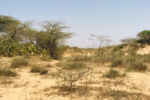 Terrain de 1,28 hectare vers Gandiol