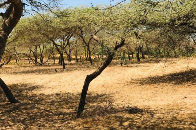 Terrain de 1,28 hectare vers Gandiol