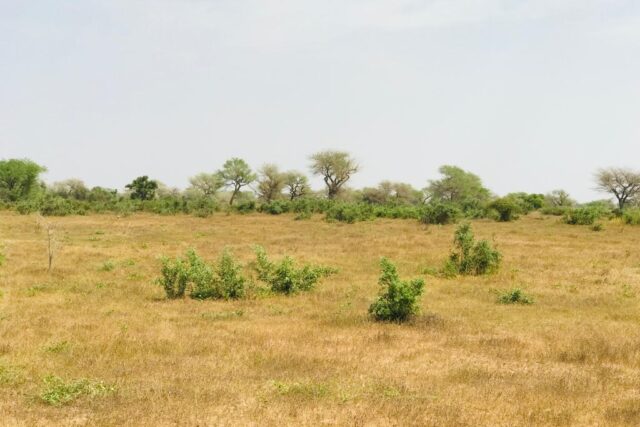 Terrain de 1,28 hectare vers Koul