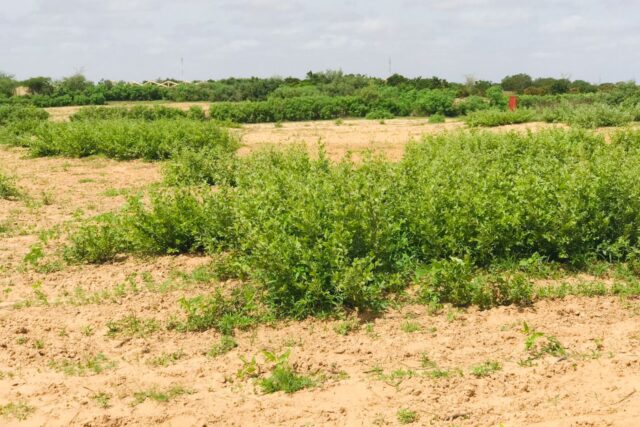 Terrain de 1,28 hectare vers Notto Diobass