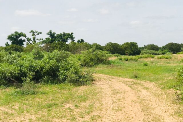 Terrain de 1,28 hectare vers Notto Diobass