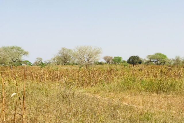 Terrain de 1,32 hectare vers Koul