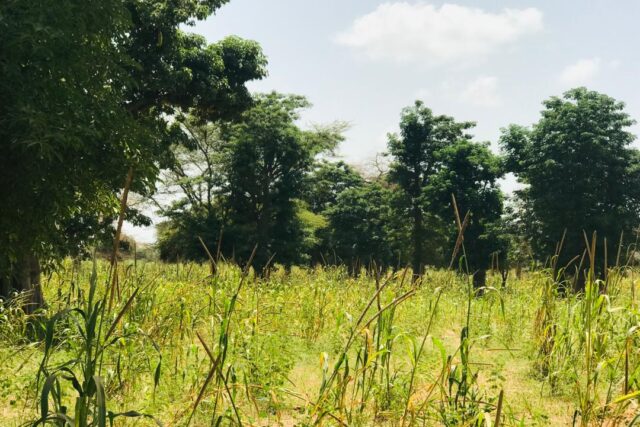 Terrain de 1,34 hectare vers Baba Garage Terrain de 1,34 hectare vers Baba Garage