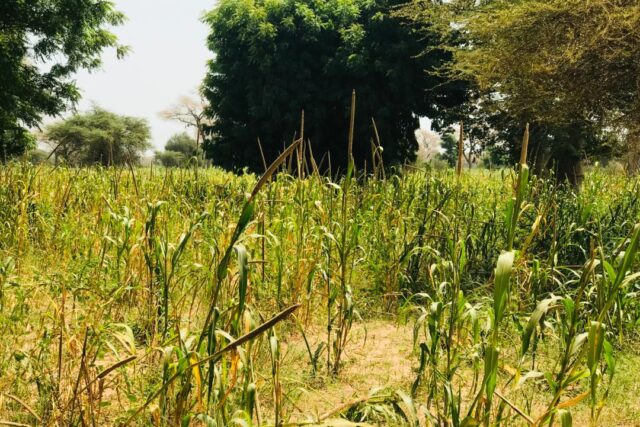 Terrain de 1,34 hectare vers Baba Garage