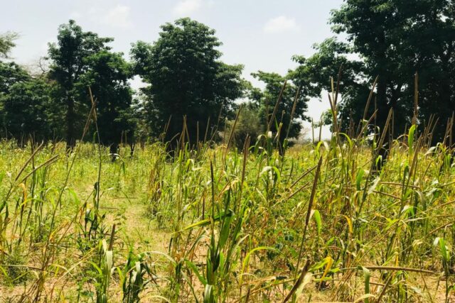 Terrain de 1,34 hectare vers Baba Garage