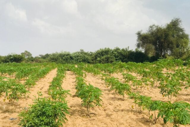 Terrain de 1,35 hectare vers Pire Terrain de 1,35 hectare vers Pire