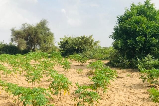 Terrain de 1,35 hectare vers Pire