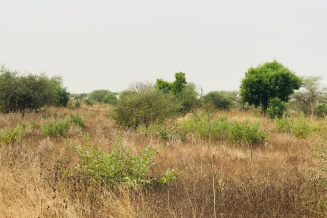 Terrain de 1,38 hectare vers Méouane Terrain de 1,38 hectare vers Méouane