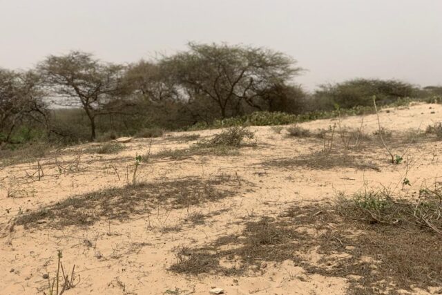 Terrain de 1,40 hectare vers Gandiol Terrain de 1,40 hectare vers Gandiol