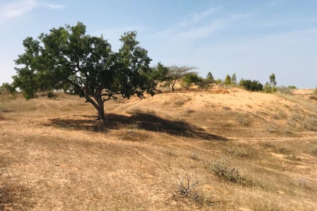 Terrain de 1,59 hectare à Diokoul Diawrigne