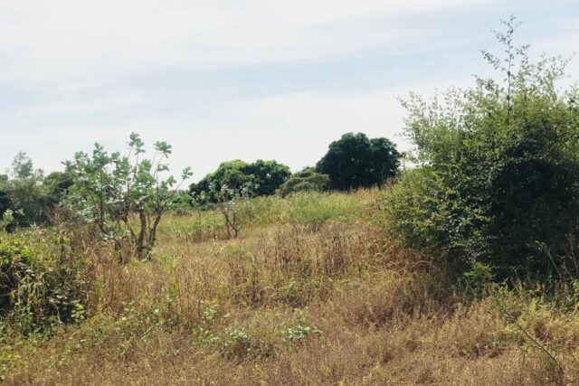 Terrain de 1,58 hectare vers Bambilor Terrain de 1,58 hectare vers Bambilor