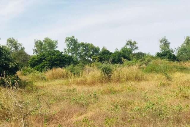 Terrain de 1,58 hectare vers Bambilor